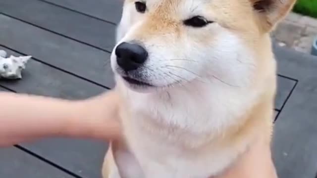 Funny animals