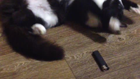 Cute cat is playing