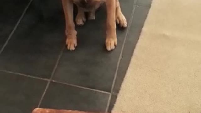 Watch how Diesel waits for his meal to be blessed before tucking in