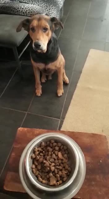 Watch how Diesel waits for his meal to be blessed before tucking in