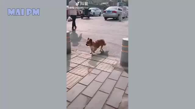 😂Funny Dogs Video🐶 2022 it’s time to Laugh with dogs life