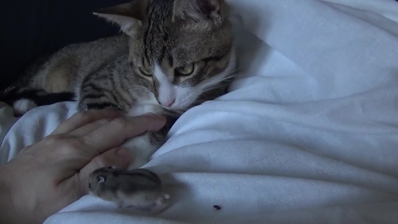 Small Cat Is Not Allowed to Touch the Baby Hamster