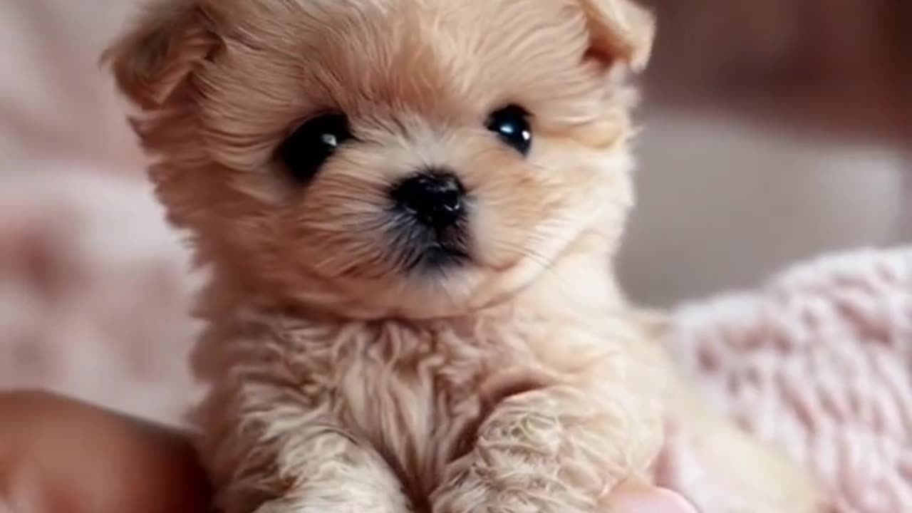 tea cup Adorable Puppy Dancing to the Beat | Cutest Puppy Dance Moves!