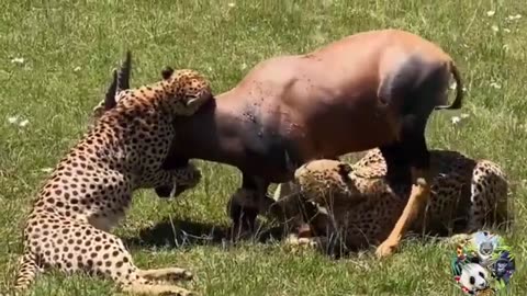 Animal fight