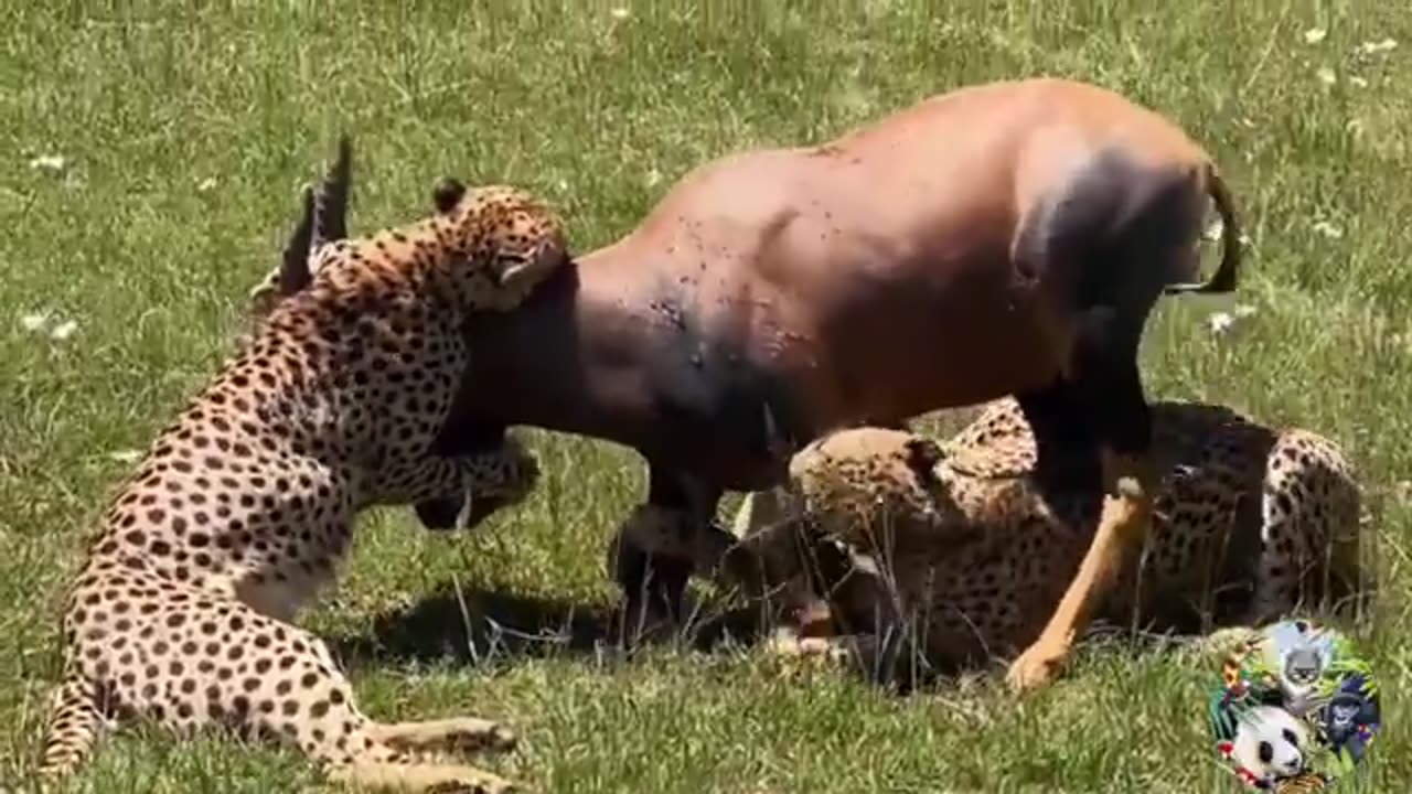 Animal fight