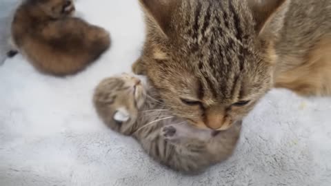 Kitten Nico envious of the baby kittens being licked by Lili the cat!