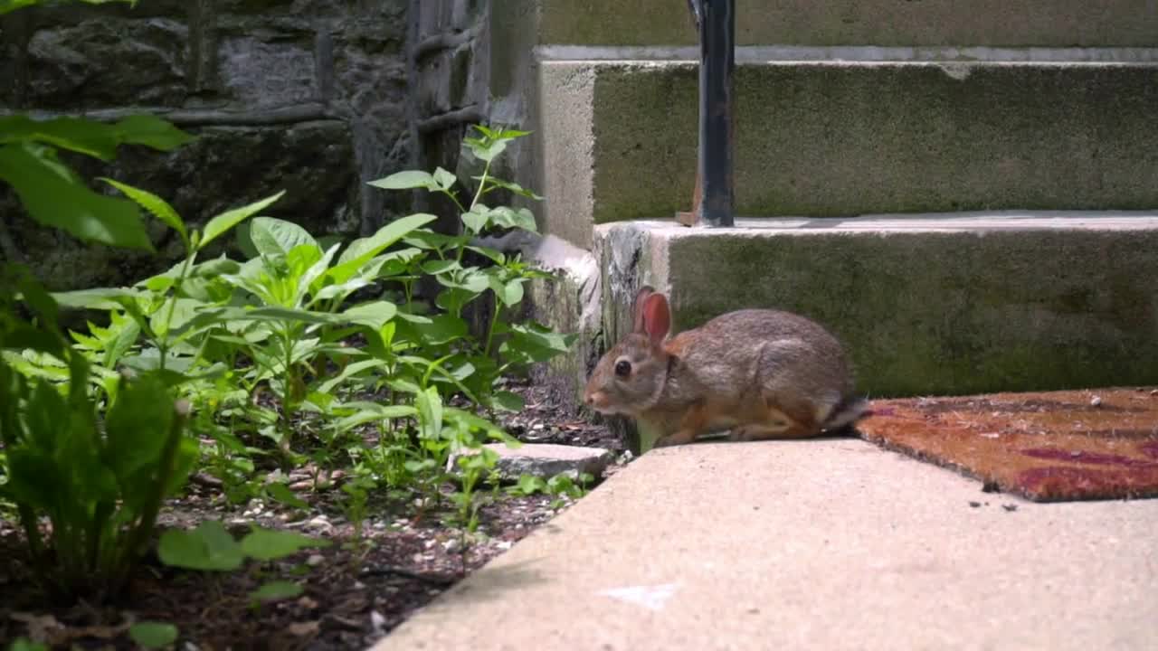 Wild rabbit sitting near home stairs. Little rabbit near concrete stairs