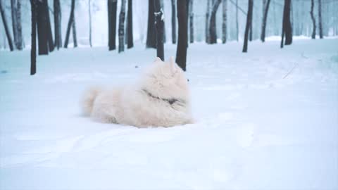 cute dog playing and runing