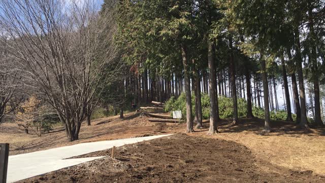 Logging trees in the park