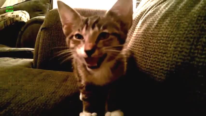Cute cat #cat #fun