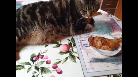 Cat's reaction on grilled chicken/ when cat are choosy on food