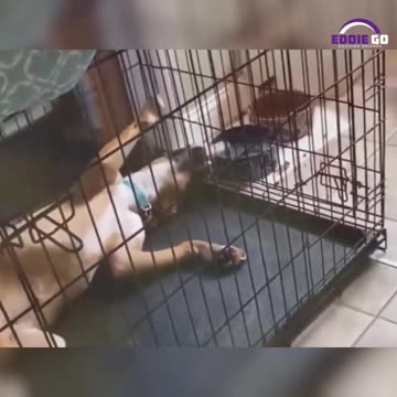 Paw-Some Pets: Hilarious Moments You Can't Miss! 🐶😹