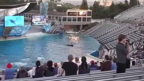 10 Most Terrifying Orca Attacks Caught on Camera – Shocking Effect of Captivity!