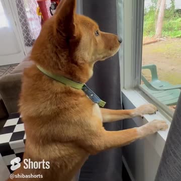 Talking Dog Will Amaze You!