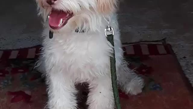 mon caniche REX