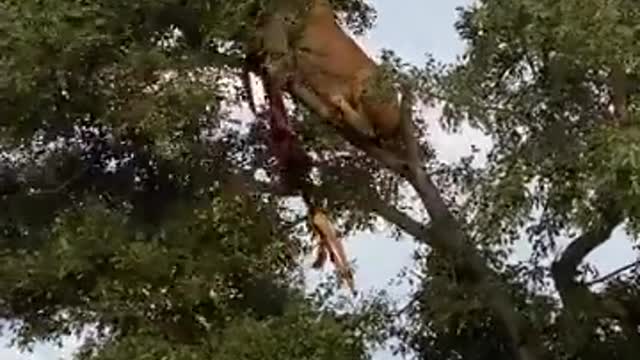 The_Plaque_Rock_female_leopard_was_interrupted_by_three_lionesses_.mp4
