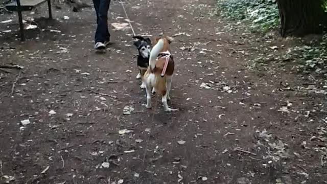 when a dog see his best friend after longtime lovely dogs you must see Jack Russel mix and Aramis