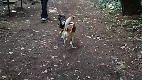 when a dog see his best friend after longtime lovely dogs you must see Jack Russel mix and Aramis