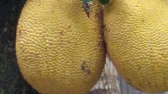 jack fruits