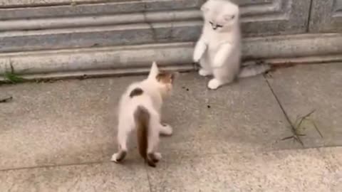 Cats Cute Playing