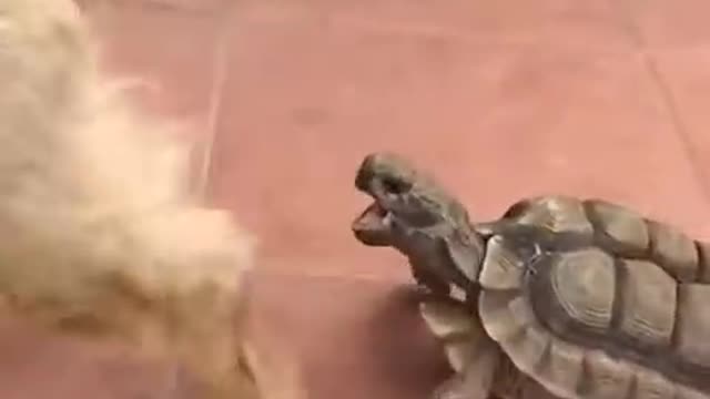 turtle eats a dog