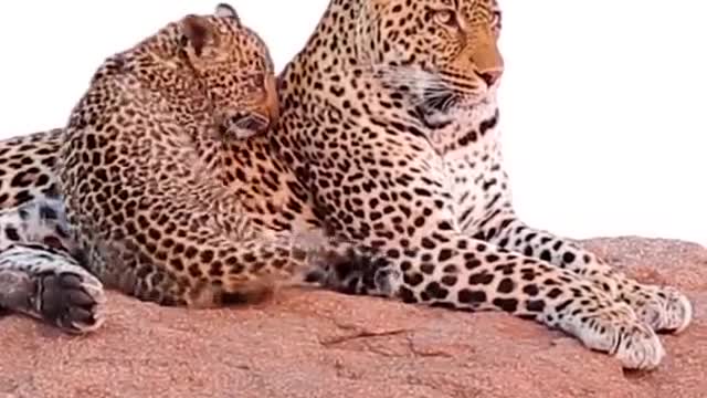 African Leopard Animal