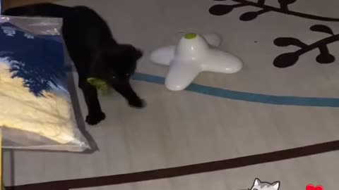 cat playing 😍😍😻😹