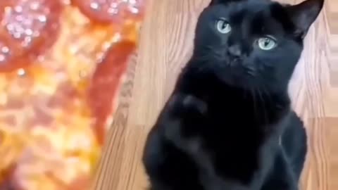 Black Cat Love Pizza