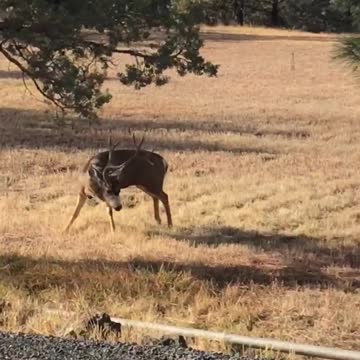 Rut Row, Big Buck versus...