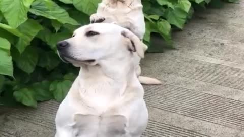 dog omg video / very funny video