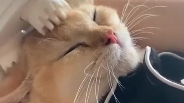 Relax Time Funny Cat Video