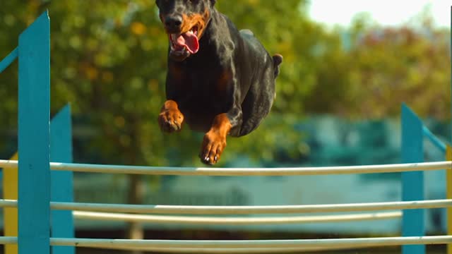 Dogs jump like flying.