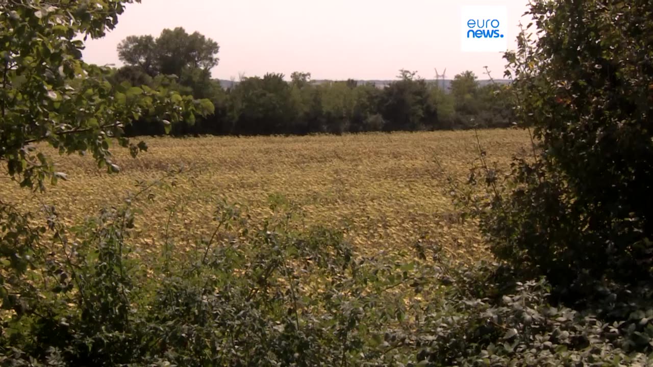 Droughts caused by severe heat in Hungary lead to serious agricultural damage