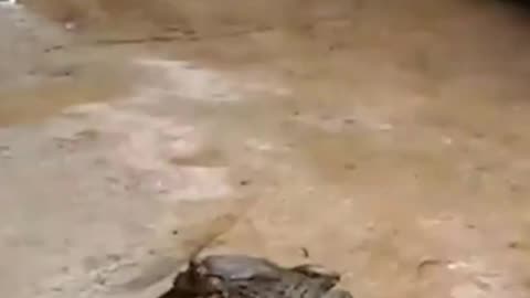 CLIP: The scene of a snake being half-swallowed by a frog still fighting with a cat.