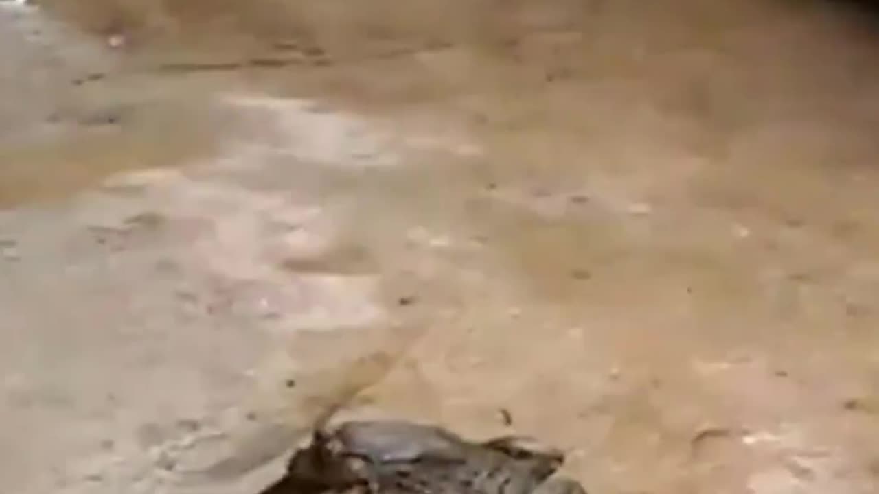 CLIP: The scene of a snake being half-swallowed by a frog still fighting with a cat.