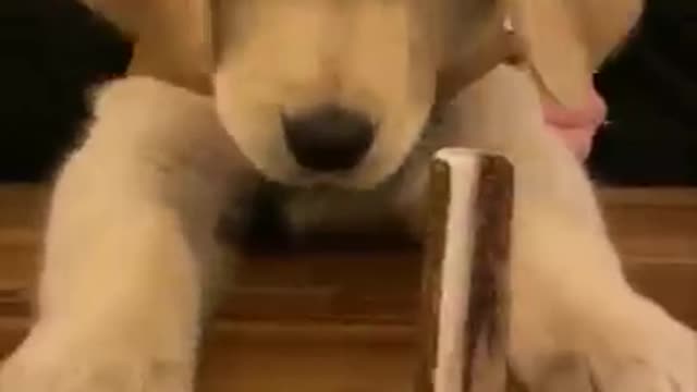 Puppy Getting Bamboozled by a Stick Trick but Finally Catches It_batch