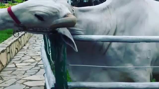 ferias na pousada em brasilia