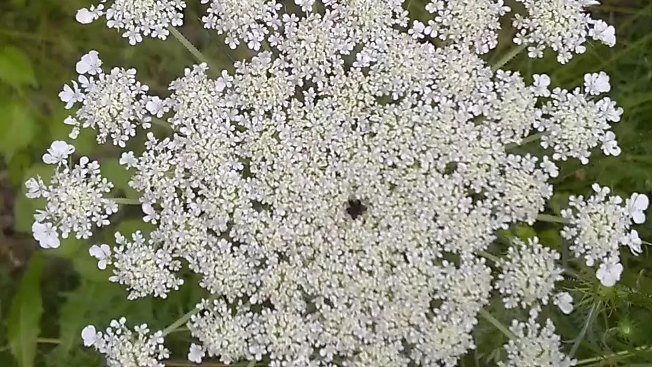 Wild Carrot