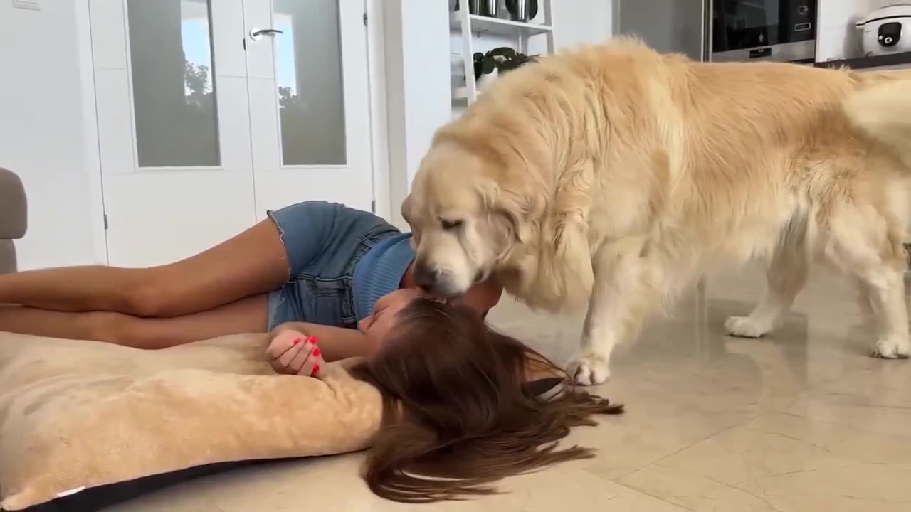 Funny Dog & Lady at Home