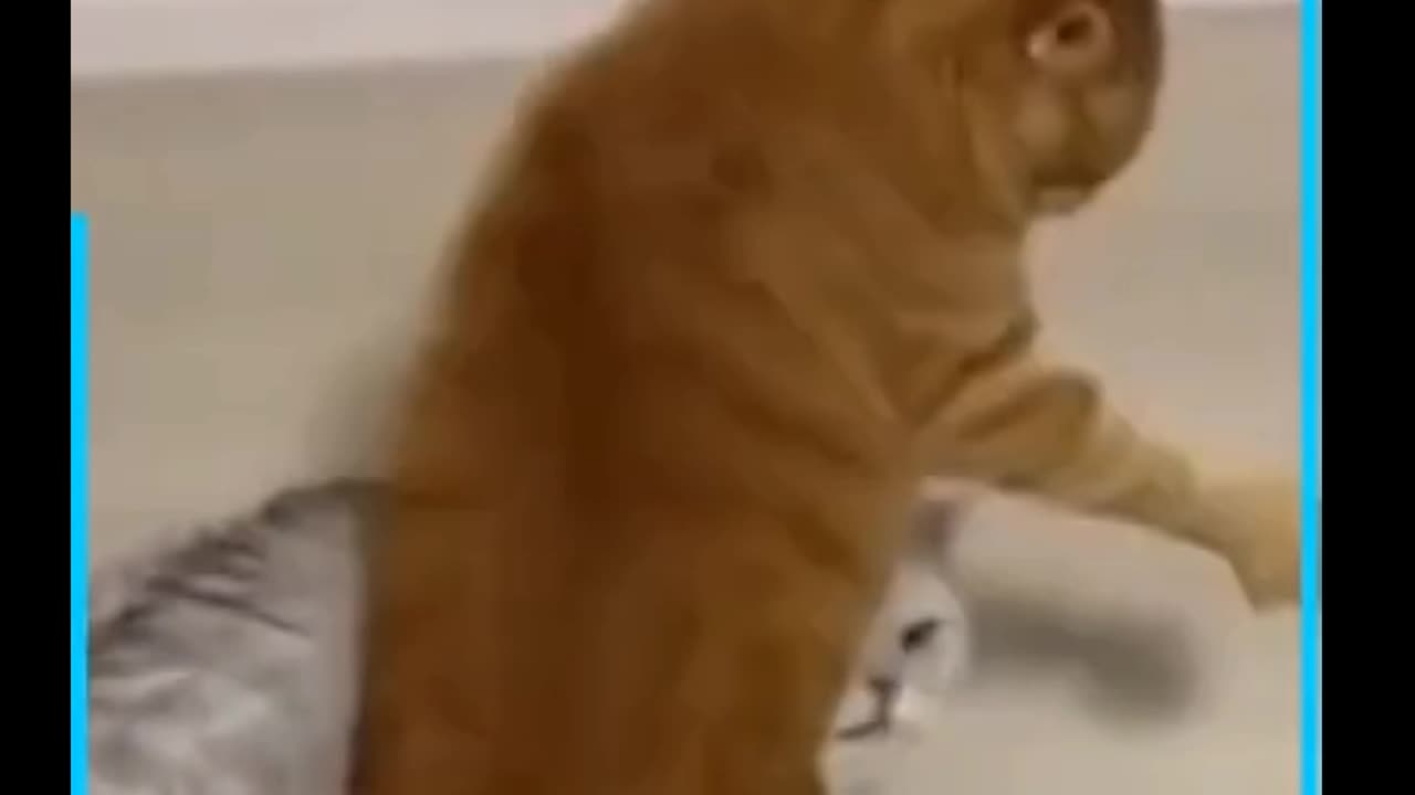Funny chubby cats