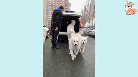 Cute puppies and their funny actions