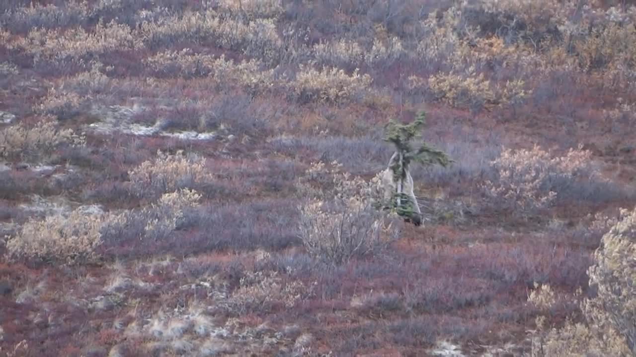 Grizzly Bear Scratches and Charges Down a Hill towards Sir Points A Lot