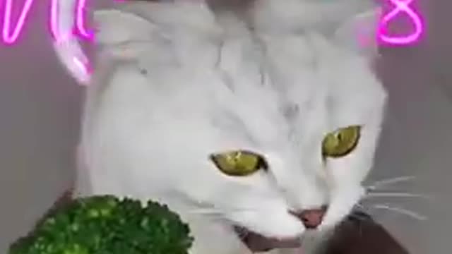 Baby cute cat video lovly and funny