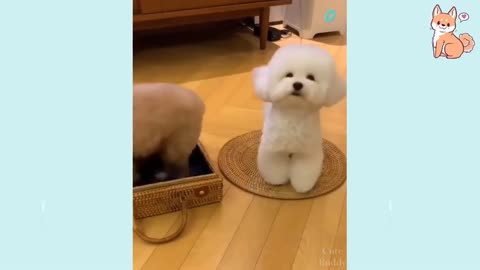 Cute puppies and cute dogs compilation..