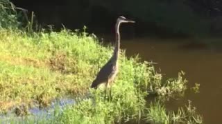Great blue heron waiting for breakfast