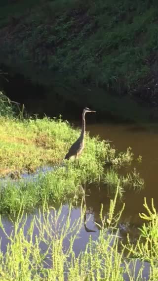 Great blue heron waiting for breakfast