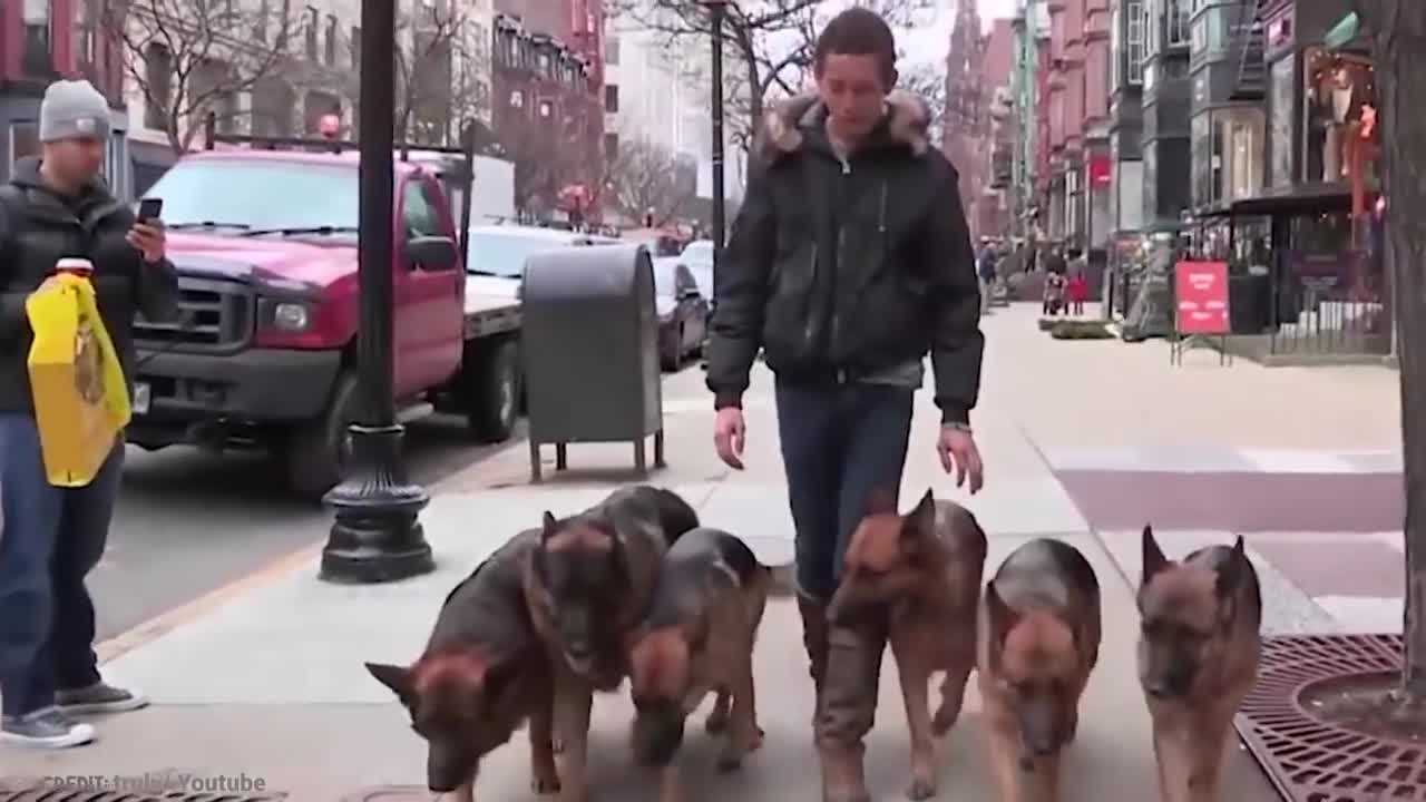 Top 10 Most Trained Dogs in the World