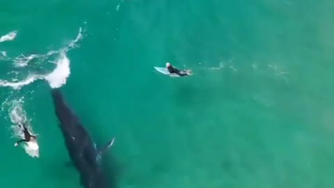 Whales swim towards shore turns into a death race