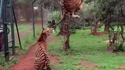 Tiger showcases how high his vertical is