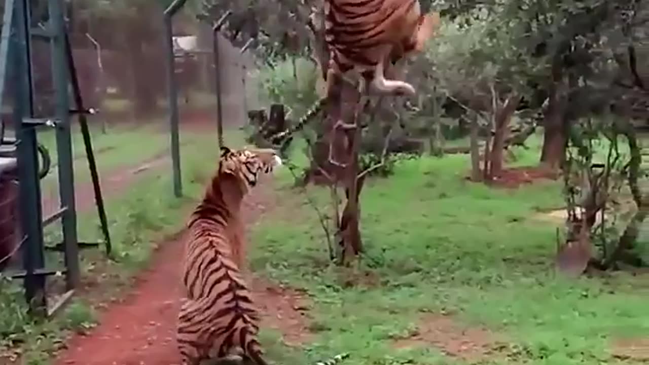 Tiger showcases how high his vertical is